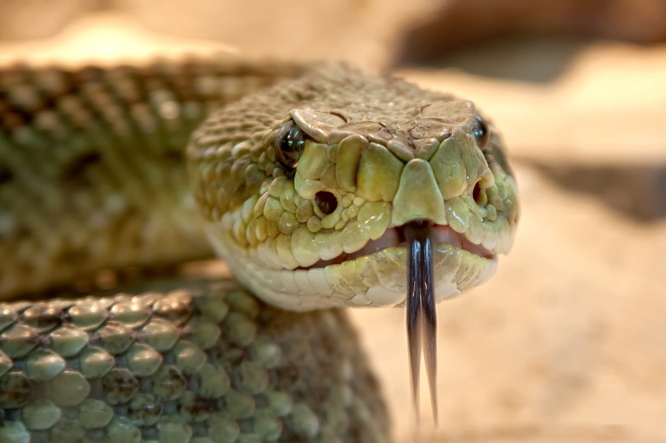 How To Get Rid Of Garden Snakes